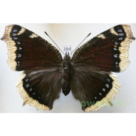 Nymphalis antiopa (Linnaeus, 1758) ex. ovo Czech28d